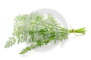 Wild fennel bunch