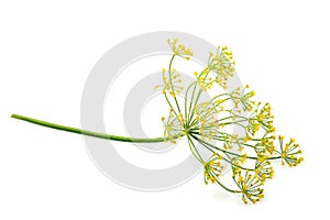 Wild fennel flower isolated.