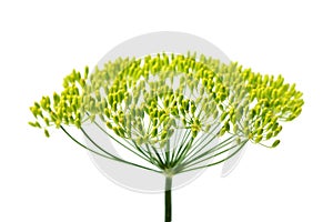 Wild fennel flower, isolated vertically