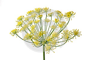 Wild fennel flowers