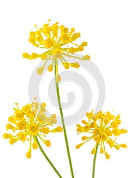 Wild fennel flowers