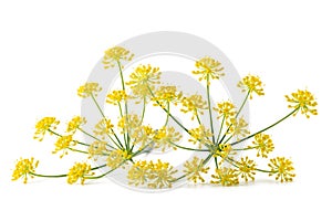 Wild fennel flowers