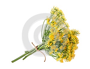 Wild fennel flowers