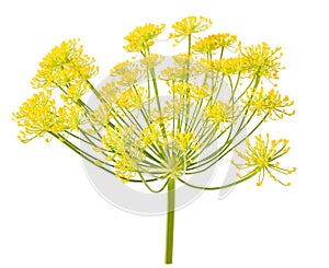 Wild fennel flowers