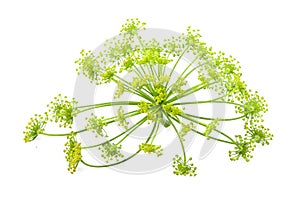 Wild fennel flowers closeup isolated.