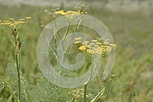 Wild Fennel or Foeniculum vulgare.