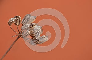 Wild Fennel Foeniculum vulgare - Image