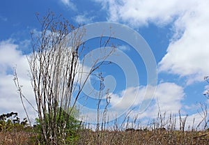 Wild Fennel plant and the blue sky