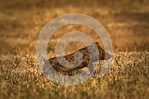 Wild feral hog Sus scrofa running through meadow