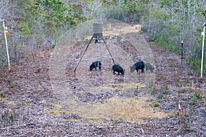 Wild Feral Hogs at a Game Feeder