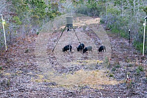 Wild Feral Hogs at a Game Feeder