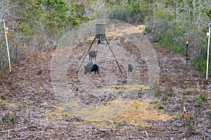 Wild Feral Hogs at a Game Feeder