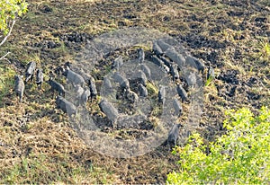 Wild feral pigs in Kakadu National Park .