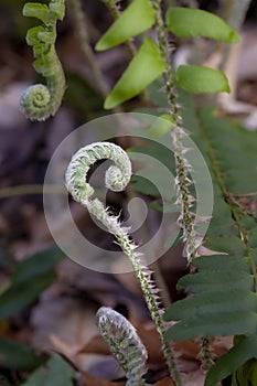 Wild fern fiddlehead macro in a forest.