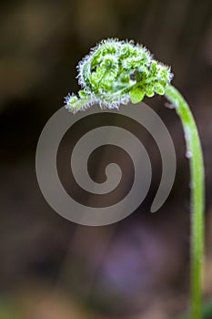 Wild fern fiddlehead macro in a forest.