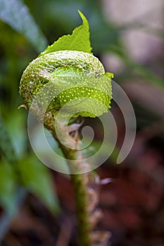 Wild fern fiddlehead macro in a forest.