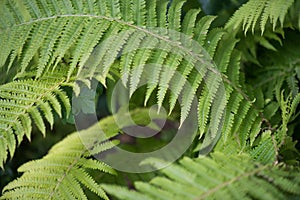 Wild fern in a forest in Iceland. Flat lay