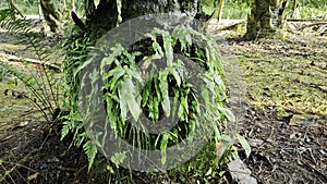 wild fern and lichen vegetation photo