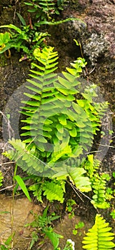 wild fern tree, nature, indonesia, west java