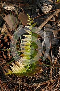 Wild Ferns