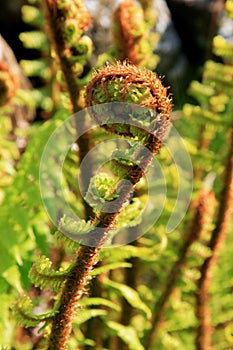 Wild Ferns