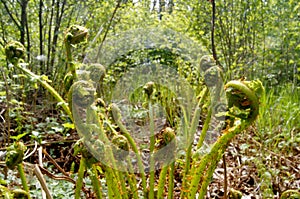 Wild ferns (Dryopteris filix-mas) in Norway