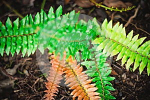 Wild ferns. Forest vegetation Macro photography. photo