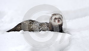 Wild ferret in snow