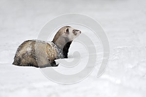 Wild ferret in snow