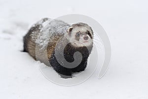 Wild ferret in snow