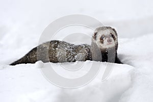 Wild ferret in snow photo