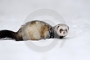 Wild ferret in snow
