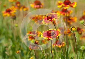 Wild field with beautiful feral Indian blanket flowers