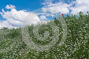 Wild field with camomile