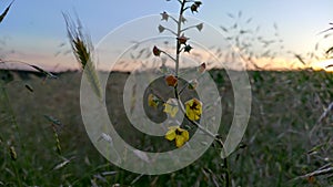 wild field flower:(Verbascum phlomoides) the candle also called winter tea