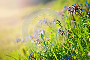 Wild field of flowers