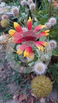 Wild field flowers creating a natural wild garden display