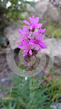 Wild field flowers creating a natural wild garden display