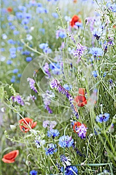 Wild field flowers in the springtime