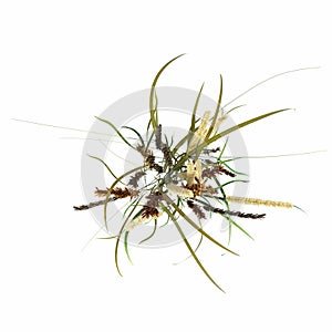 wild field grass, isolated on white background