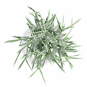 wild field grass, isolated on white background