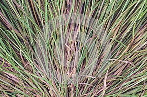 Wild field of grass on sunset, soft sun rays, warm