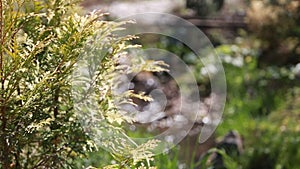 Wild field of grass on sunset, soft sun rays, warm toning, lens flares, shallow DOF