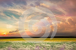 Wild field green grass meadow  frowers on  sunset cloudy sky countryside on evening summer nature landscape