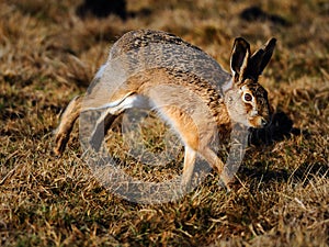 Wild field hare