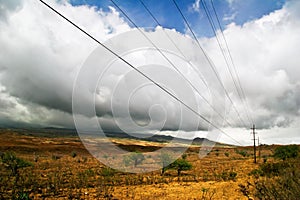 Wild field of Hawaii