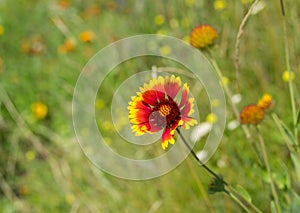 Wild field with Indian blanket flowers