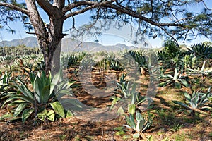 Wild field of lechuguilla type agaves to make the alcoholic beverages raicilla and tequila. photo