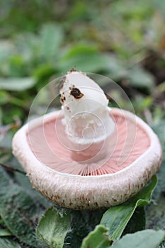 Wild field mushroom