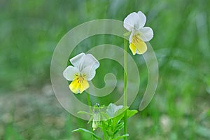 Wild field pansy, England, Europe. Spring blooming white viola arvensis flowers. Pansies in green meadow, sunny day. Dog-violet